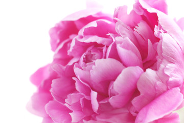 Obraz premium Pink Peony