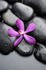 Spa still life therapy stones with pink orchid on pebble