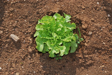 salade