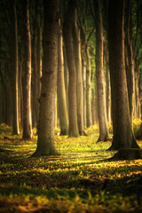 geheimnisvoller Wald in Norddeutschland 5