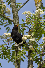 Blackbird on a branch
