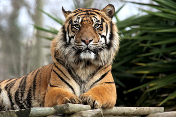 tigre zoo de lisboa