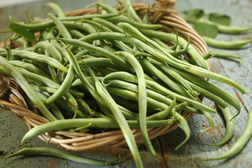 Haricots verts-récolte