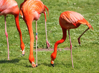 Kuba-Flamingos