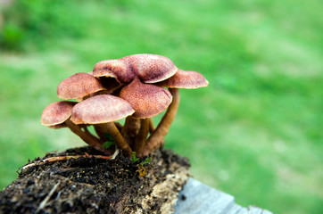 mushroom