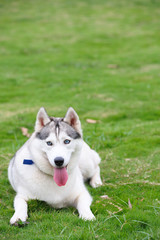 Alaskan Malamute dog lying on lawn