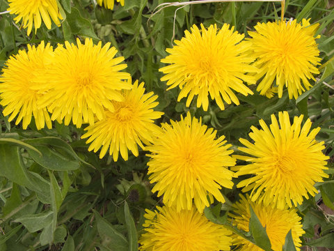 dandelion