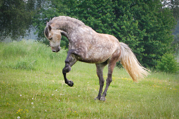 Pferde - Andalusier buckelt auf der Wiese