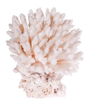 isolated on white light coral