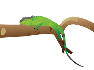 The having a rest Iguana.