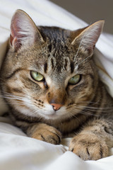 chat dans le lit