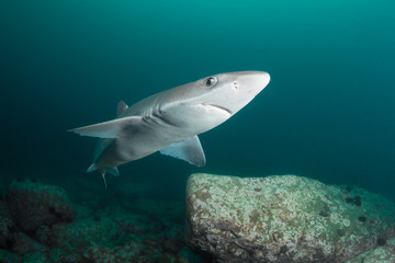 Curious spiny dogfish shark
