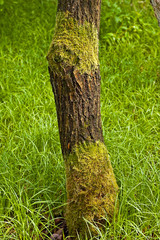 Moss on the tree