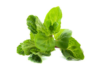 mint leaves