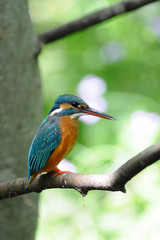 止まり木のカワセミ