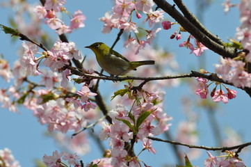 河津桜とメジロ