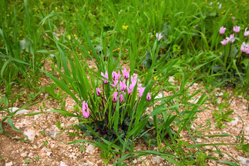 Wild Cyclamen