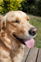 close up of a golden retriever dogs face