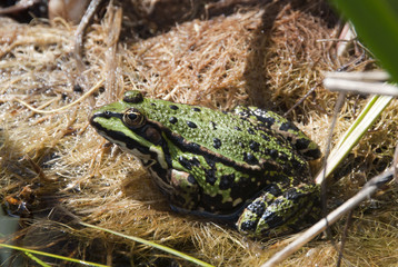 green frog