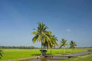 paddy field