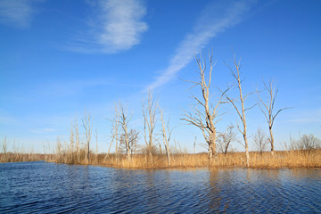 dry tree amongst spring flood