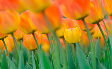 tulips
