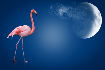 Flamant rose © Chlorophylle