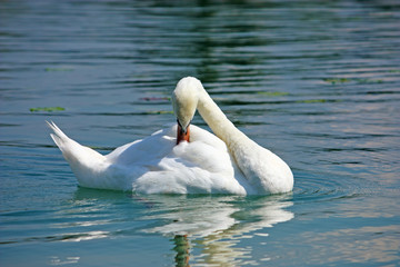 Swan on the lake