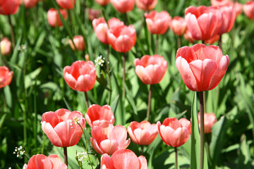 Beautiful spring flowers
