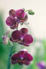 Fototapeta na wymiar orchidée mauve - phalaenopsis / orchidaceae