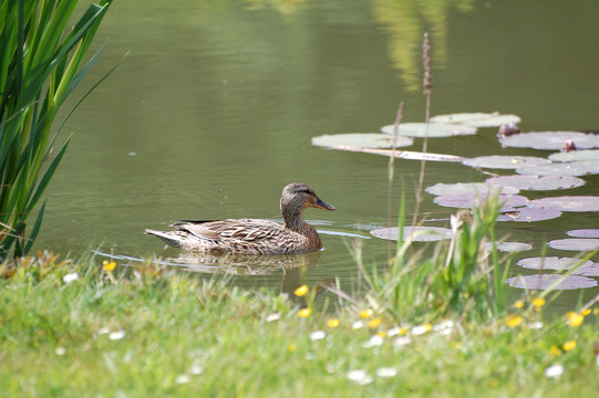 canard