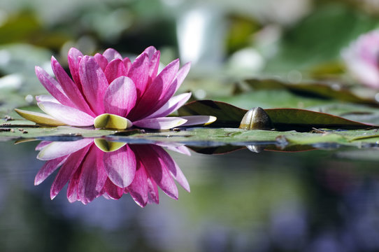 Fototapeta Reflet de nénuphar