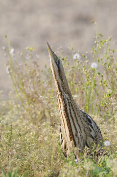 Tarabuso, Botaurus stellaris, Bittern