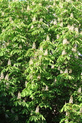 цветение каштана