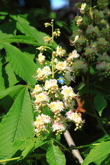 цветение каштана