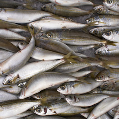 bogue fish, natural background