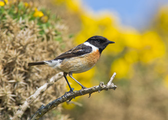 Male Stonechat (Saxicola rubicola)
