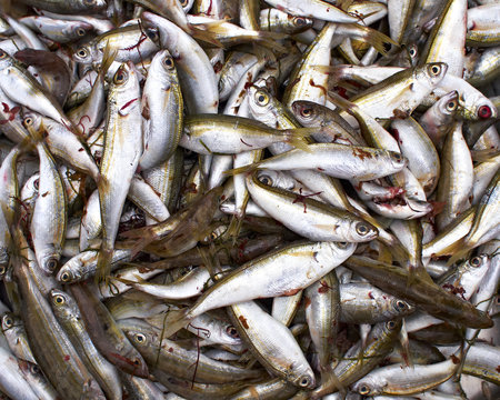 bogue fish, natural background