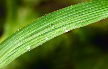 Morning dew on green leaf