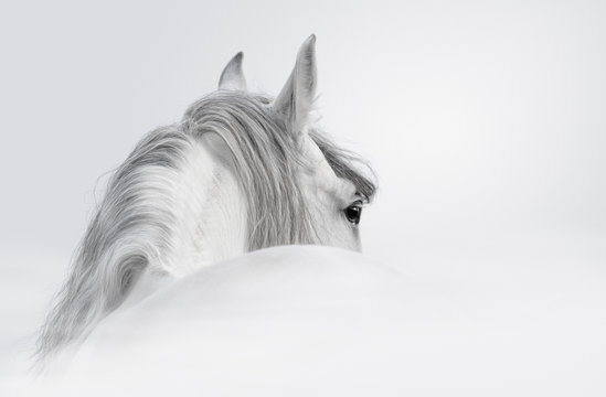 Andalusian horse in a mist © Kseniya Abramova
