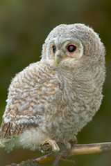 Wild baby Tawny owl sitting on a branch