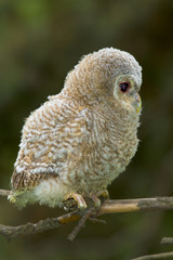 Wild baby Tawny owl sitting on a branch