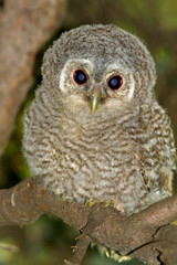 Wild baby Tawny owl sitting on a branch
