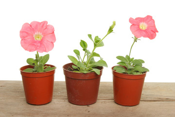 Petunia plants