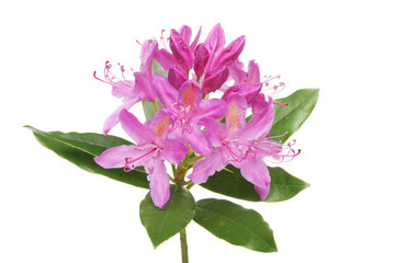 Fototapeta na wymiar Rododendron