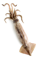 Fototapeta premium nice fresh squid isolated on white background