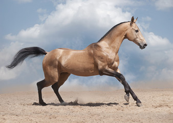 Obraz premium dun akhal-teke horse on a desert