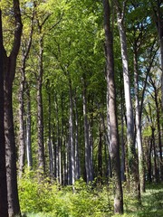 Obraz premium Buchenwald