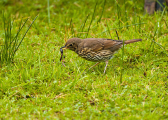 Song Thrush feeding