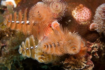 Christmas Tree Worm, picture taken in south east Florida.